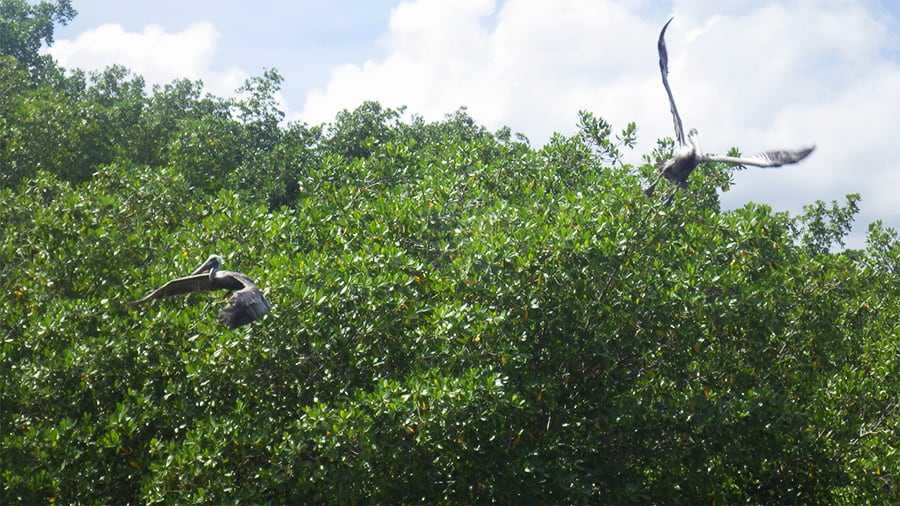Le SUP en Guadeloupe Visite de Morne-Rouge - 04
