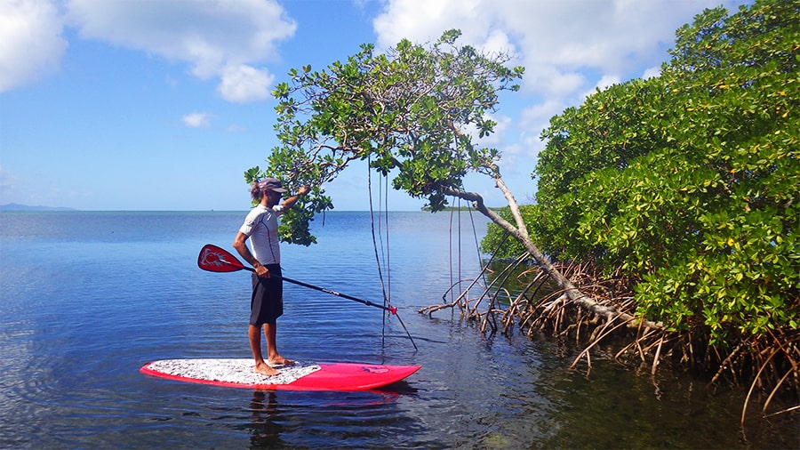 Excursion Petit Canal en Stand up Paddle en Guadeloupe - 01