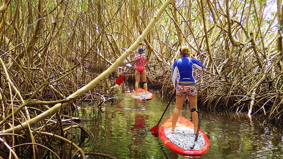 Excursion Petit Canal en Stand up Paddle en Guadeloupe - 04