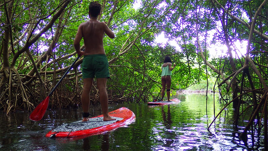 Excursion Petit Canal en Stand up Paddle en Guadeloupe - 06