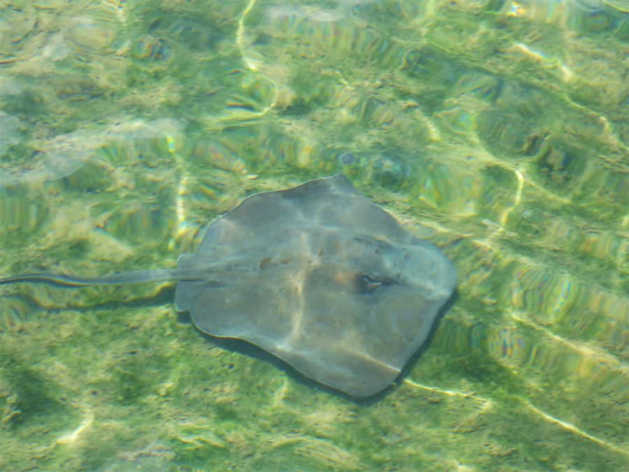 Le stand up Paddle en Guadeloupe excursion anse Babin- 03